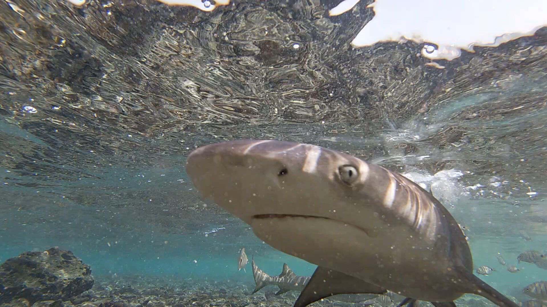 Shark Bay